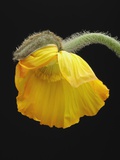 Corn poppy bud, close-up Photographic Print by Claudia Rehm