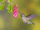 Anna's Hummingbird (Calypte Anna) Feeding at a Red Currant Flower in Victoria, British Columbia, Ca Photographic Print by Glenn Bartley
