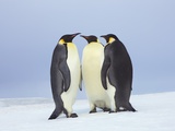 Emperor penguins Photographic Print by Frank Krahmer