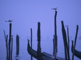 Gondolas in Venice Photographic Print by Bruno Ehrs
