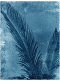 Sago Palm Photographic Print by John Kuss