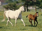 Mare and foal running in field, Urakawa, Hokkaido, Japan Photographic Print by Aso Fujita