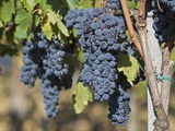 Italy,Tuscany, Bunches of Grapes in Vineyard Photographic Print by Fotofeeling 