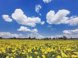Field of dandelions Photographic Print by Frank Krahmer