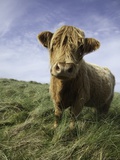 Shaggy haired highland cow Photographic Print by Macduff Everton
