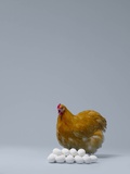 Jakob Helbig - Chicken sitting on pile of eggs Fotografická reprodukce