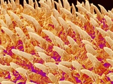 Tongue filiform papillae of a rabbit magnified x200 Photographic Print by Micro Discovery 