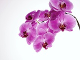 Purple orchids Impressão fotográfica por Bernd Vogel Purple orchids Impressão fotográfica por Bernd Vogel