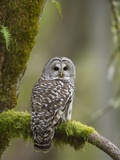 Barred Owl Perched on Mossy Branch, Victoria, Vancouver Island, British Columbia, Canada. Photographic Print by Jared Hobbs
