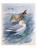 A painting of two herring gulls in different seasonal plumage Giclee Print by Louis Agassiz Fuertes
