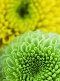 Green and yellow Chrysanthemums Photographic Print by Clive Nichols