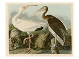 White Ibis Giclee Print by John James Audubon