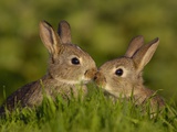 Young Rabbit Kits Rubbing Noses Fotografie-Druck von Andrew Parkinson