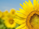 Sunflowers Photographic Print