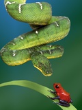 Snake Approaching Frog on Plant Lámina fotográfica Snake Approaching Frog on Plant Lámina fotográfica