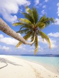 Coconut Palm Tree by the Beach and Lagoon Photographic Print by Frank Lukasseck