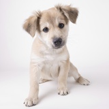 Cute puppy Photographic Print by Michael Kloth