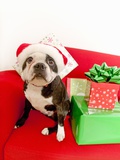 Dog wearing Santa Claus hat next to gifts Lámina fotográfica Dog wearing Santa Claus hat next to gifts Lámina fotográfica