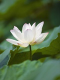 White water lily Photographic Print