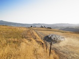 Herd of Sheep Photographic Print by Morgan David de Lossy