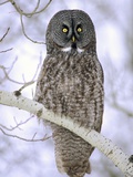 Adult Great Gray Owl (Strix Nebulosa) Hunting in a Winter Roadside, Northern Alberta, Canada. Photographic Print by Wayne Lynch