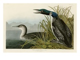 Great Northern Diver or Loon Giclee Print by John James Audubon