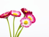 Daisy flowers Photographic Print by Frank Lukasseck