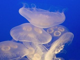 Moon jellies Photographic Print by Hal Beral