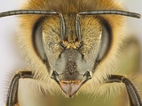 Close-up of honey bee Photographie par Charles Krebs