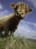 Shaggy haired highland cow Photographie par Macduff Everton