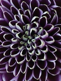 Close-up of Chrysanthemum Flower Fotografisk tryk af Clive Nichols