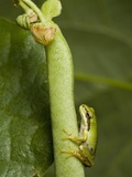 Pacific Treefrog (Hyla regilla), with plant to show scale, British Columbia. Photographic Print by Ron Watts
