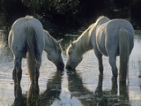 Camargue Horses Fotografisk trykk av Christophe Boisvieux Camargue Horses Fotografisk trykk av Christophe Boisvieux