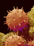 Pollen of Mallow Photographic Print by Micro Discovery 