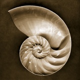 Half Nautilus Photographic Print by John Kuss