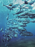 Asia Indonesia Bali Schooling Trevallies (Carangidae) Photographic Print by Manfred J. Bail