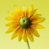 Black-eyed susan Photographic Print by Clive Nichols