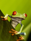 Tree Frog in Costa Rica Lámina fotográfica por Paul Souders