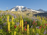 Wildflowers in Mount Rainier National Park - Washington, Mt Rainier National Park, Washington State Photographic Print