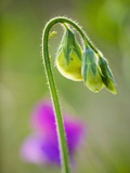 Sweet pea Photographic Print by Clive Nichols