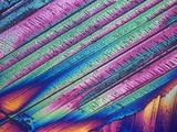 Oxalic acid crystals Lámina fotográfica por George Musil