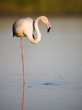 Greater flamingo in lagoon Photographie par Theo Allofs
