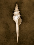 Spindle Shell Photographic Print by John Kuss
