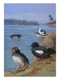 A painting of rhinoceros auklets and pigeon uuillemots Giclee Print by Allan Brooks