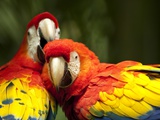Scarlet Macaws at Zoo Ave Park, Outside San Jose Fotografisk tryk af Paul Souders