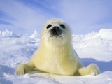 Newborn Harp Seal (Phoca Groenlandica) Pup (yellowcoat), Gulf of the St. Lawrence River, Canada. Na Photographic Print by Wayne Lynch