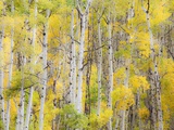 Stand of Aspens in autumn Photographic Print by Frank Lukasseck