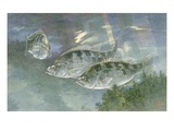 Painting of a trio of Sacramento perch Giclee Print by National Geographic Society 