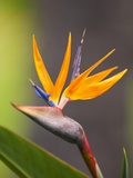 Bird-of-Paradise Flower on Maui Photographic Print by Ron Dahlquist