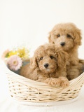 Dogs in basket Photographic Print